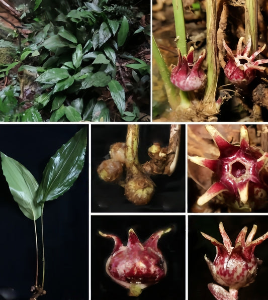 Aspidistra yunbiaoi