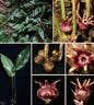 Aspidistra yunbiao
