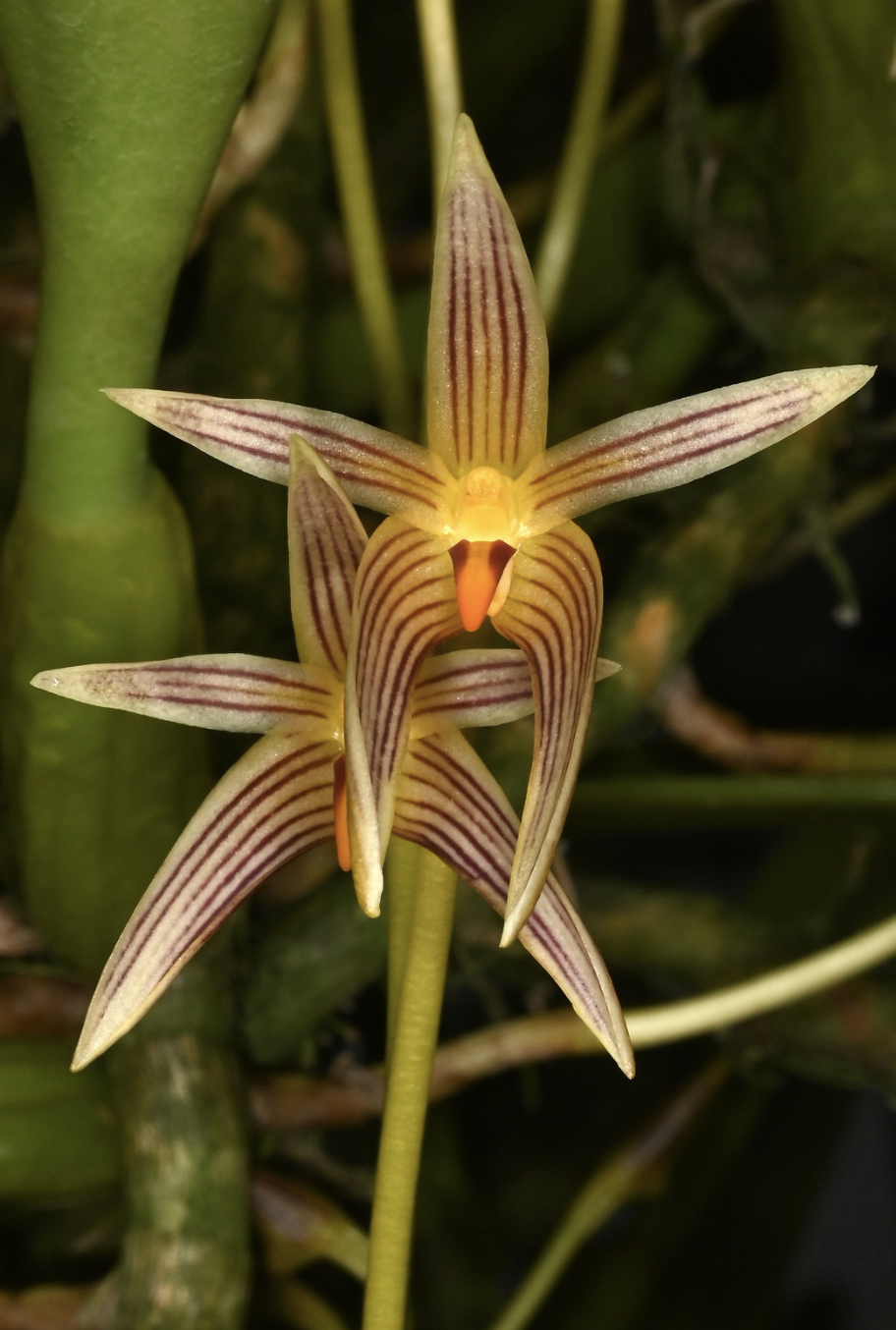 Bulbophyllum affine – Hengduan Biotechnology