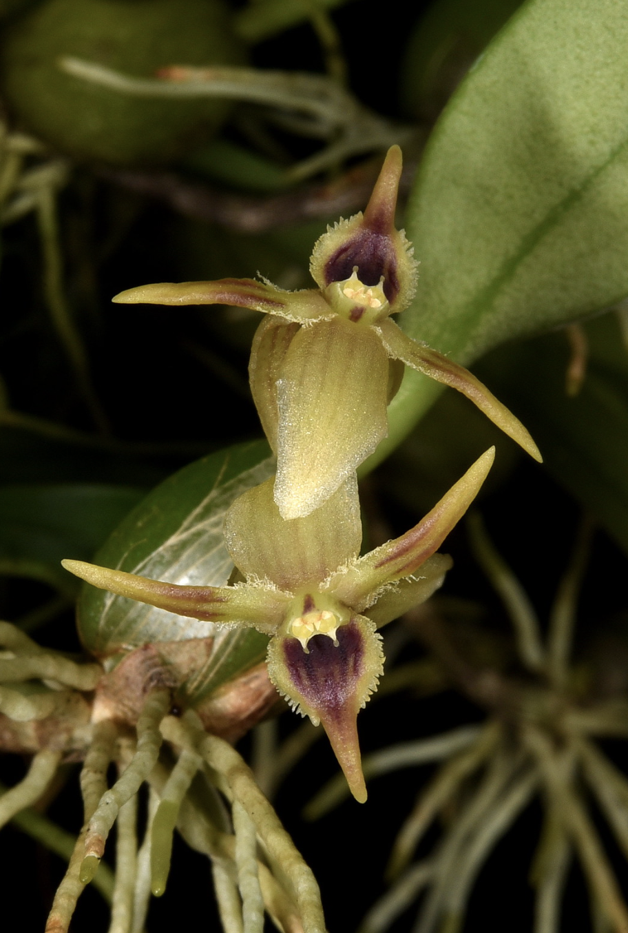 Bulbophyllum andersonii – Hengduan Biotechnology