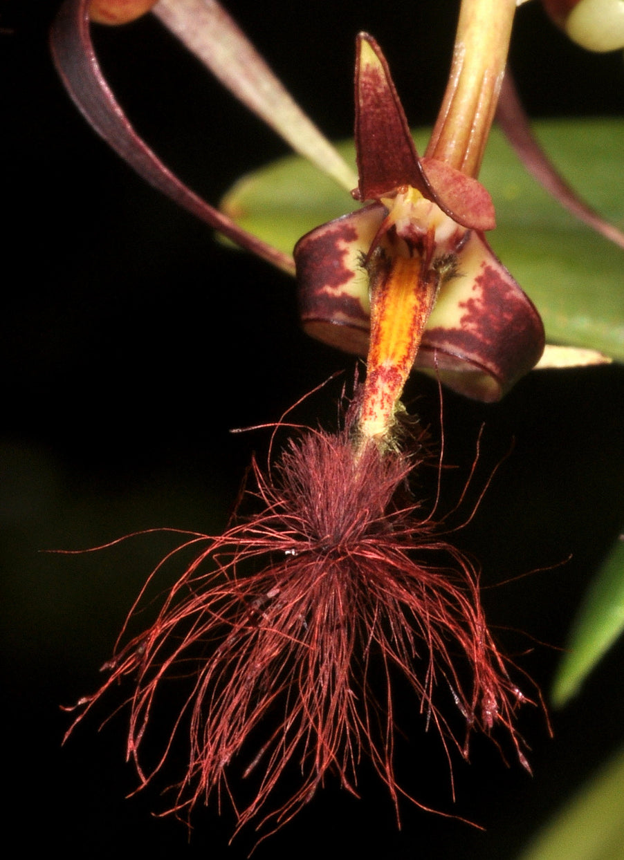 Bulbophyllum barbigerum – Hengduan Biotechnology