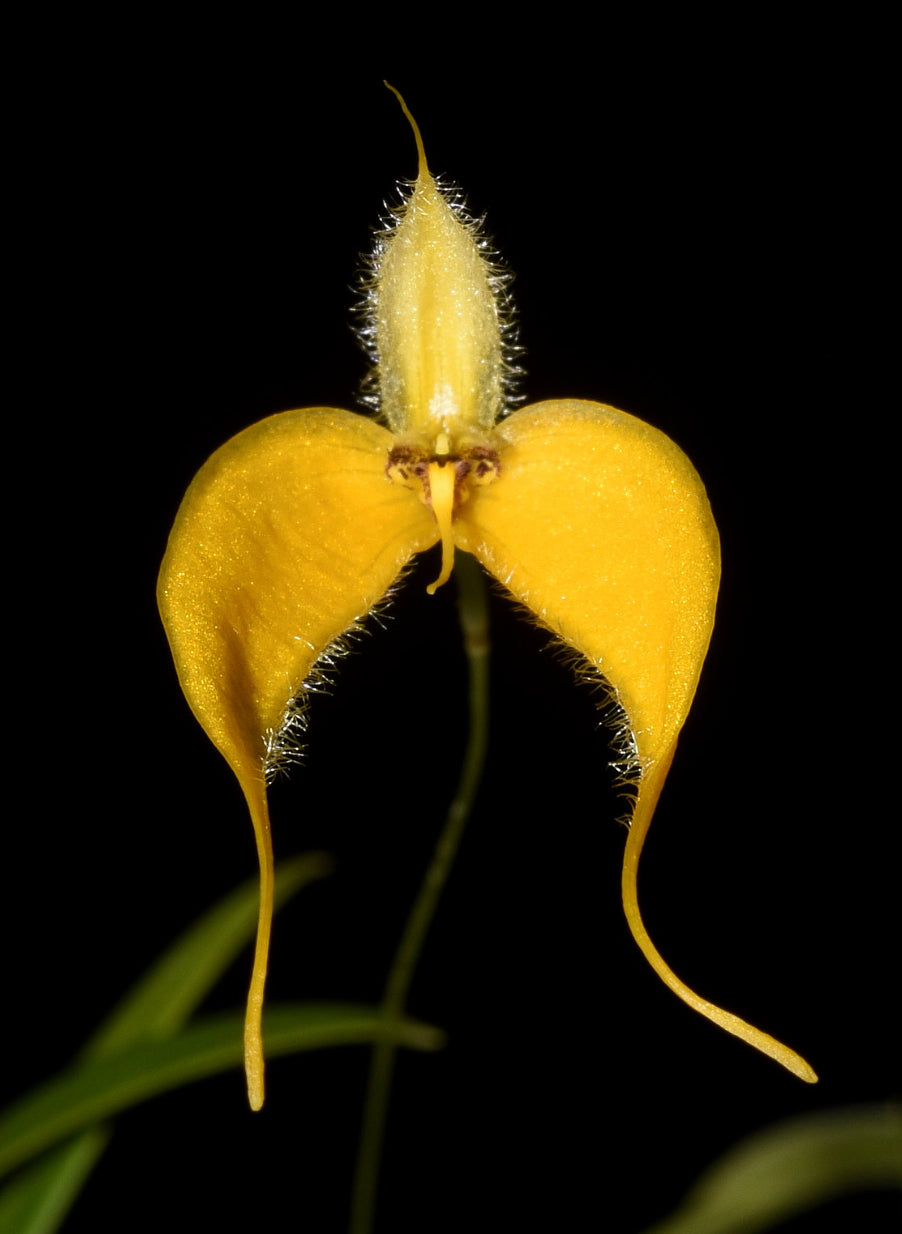 Bulbophyllum championii – Hengduan Biotechnology