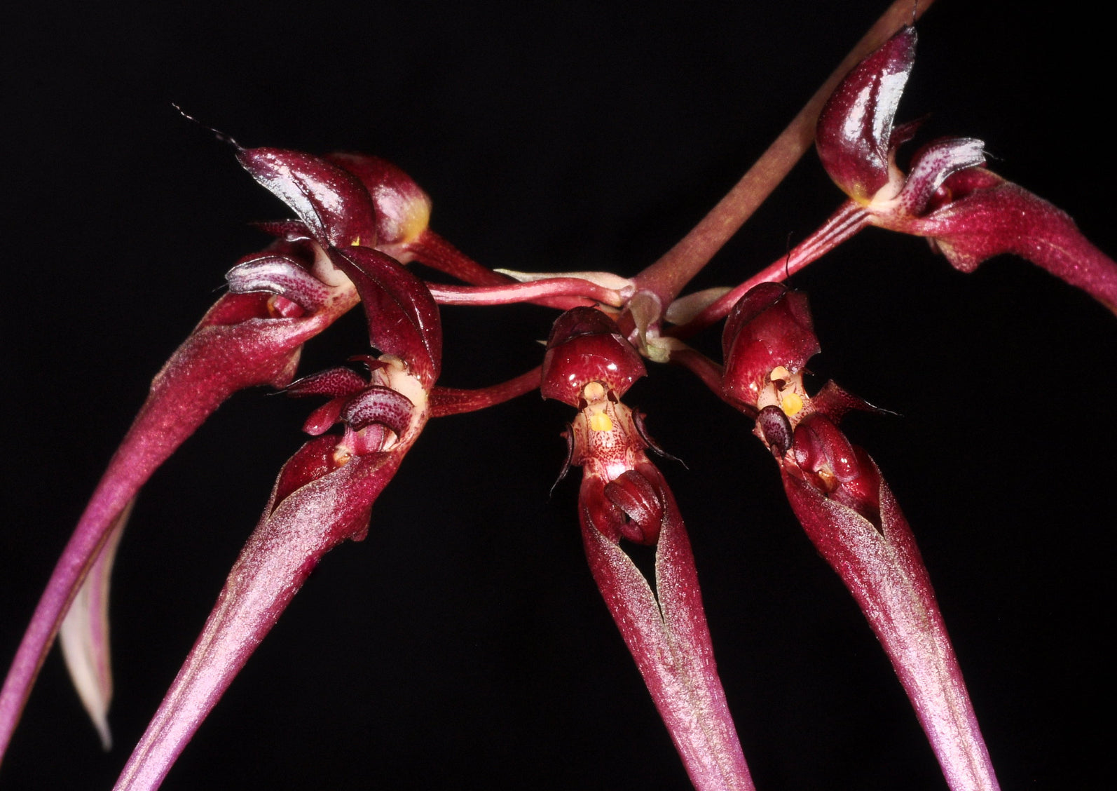 Bulbophyllum delitescens – Hengduan Biotechnology