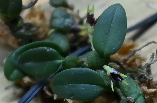 Bulbophyllum depressum