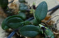 Bulbophyllum depressum