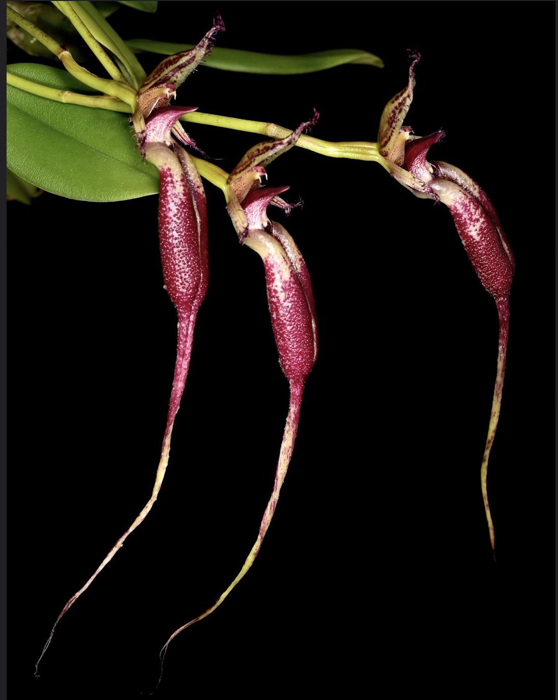 Bulbophyllum fascinator – Hengduan Biotechnology