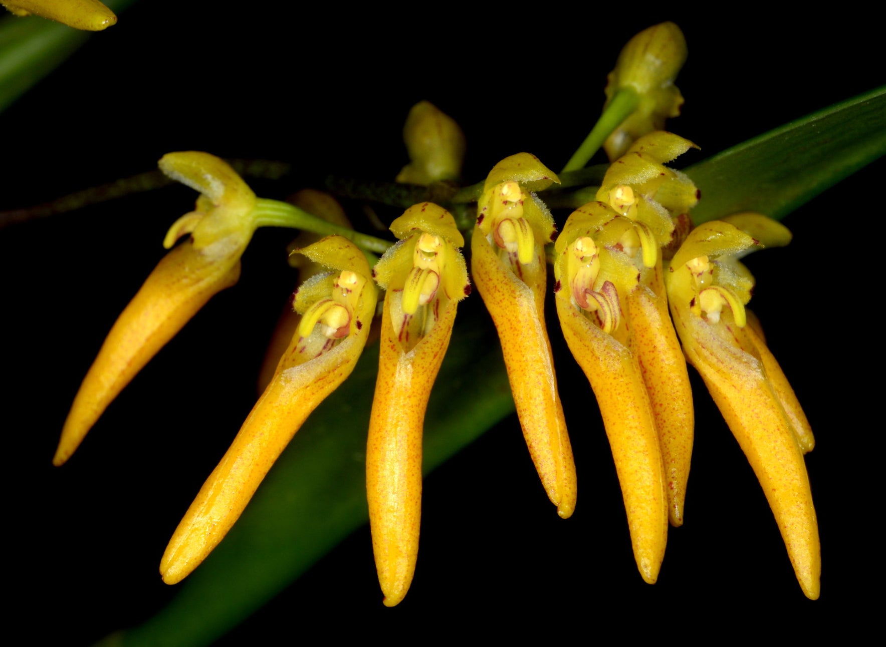 Bulbophyllum helenae – Hengduan Biotechnology