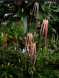 Bulbophyllum longissimum