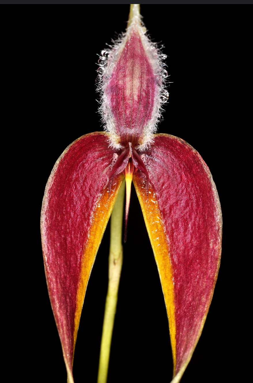 Bulbophyllum maxillare – Hengduan Biotechnology