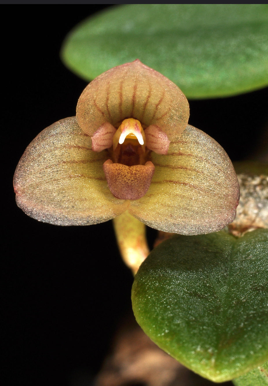 Bulbophyllum meson – Hengduan Biotechnology