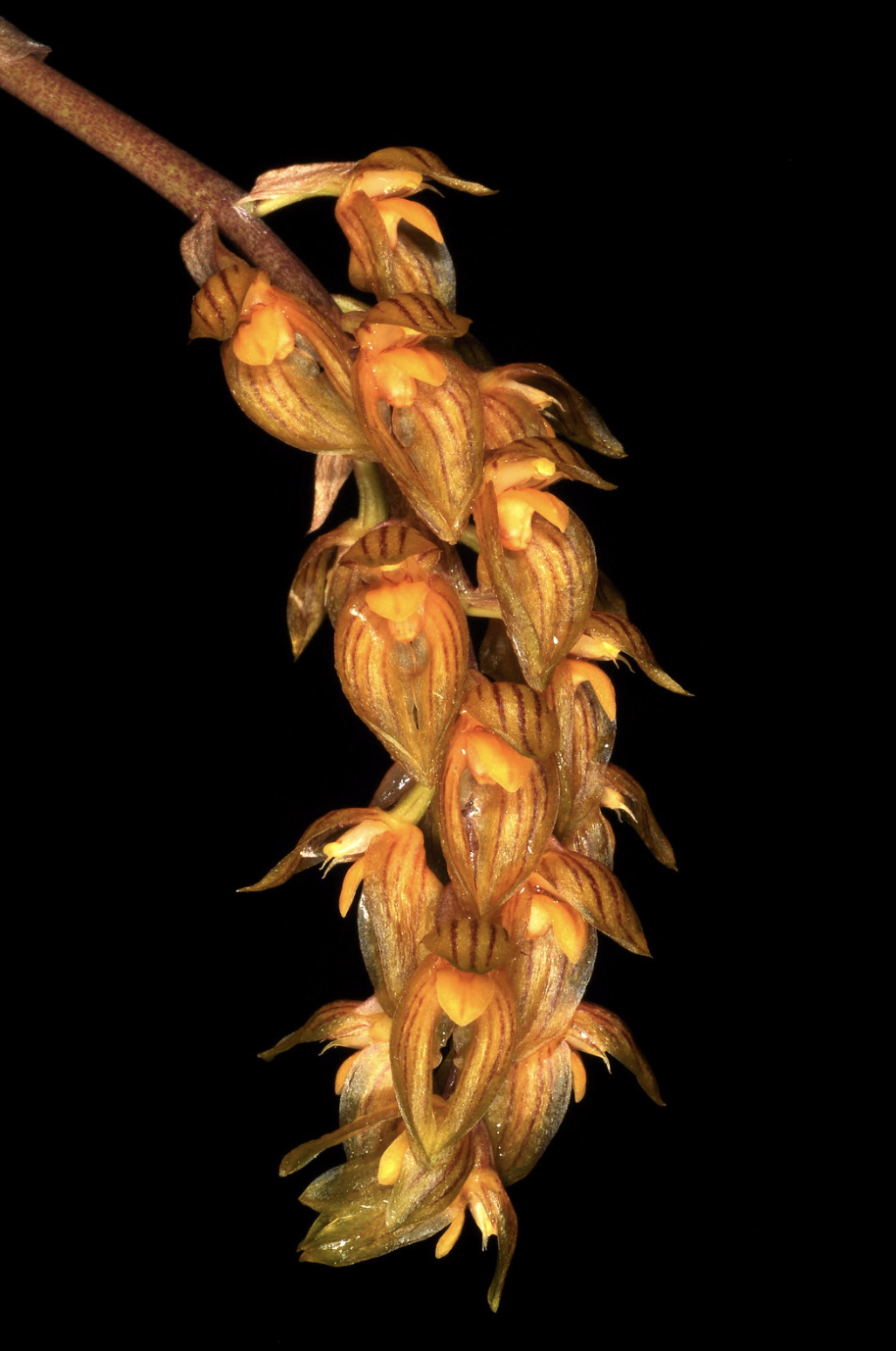 Bulbophyllum orientale – Hengduan Biotechnology