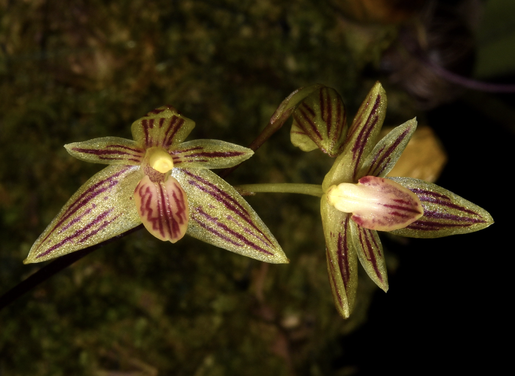 Bulbophyllum striatum – Hengduan Biotechnology