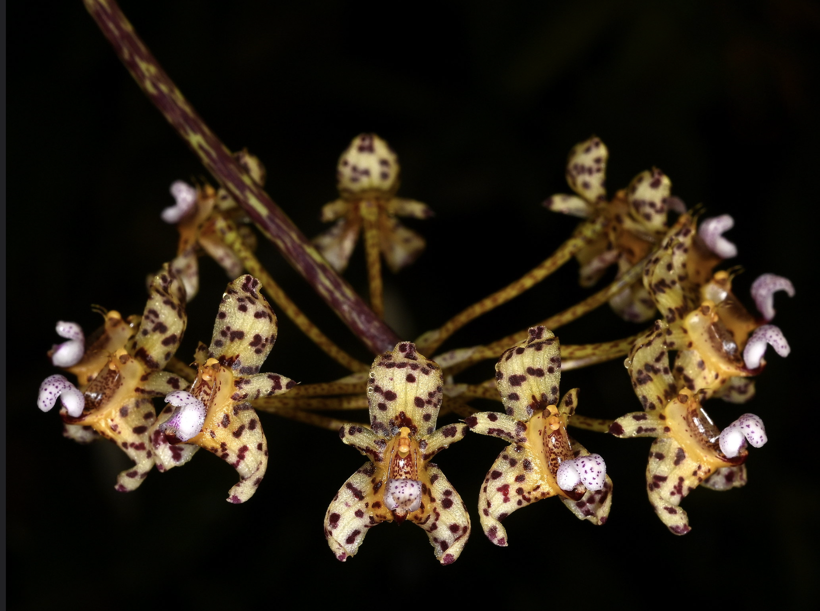 Bulbophyllum violaceolabellum – Hengduan Biotechnology