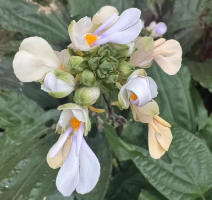 Calanthe aismatifolia