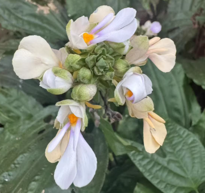 Calanthe aismatifolia