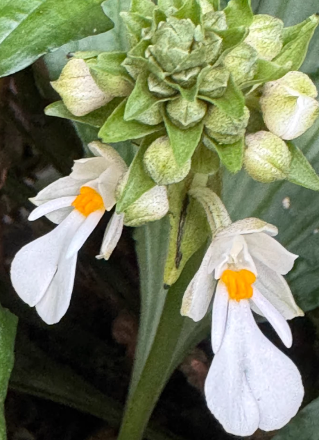 Calanthe aismatifolia