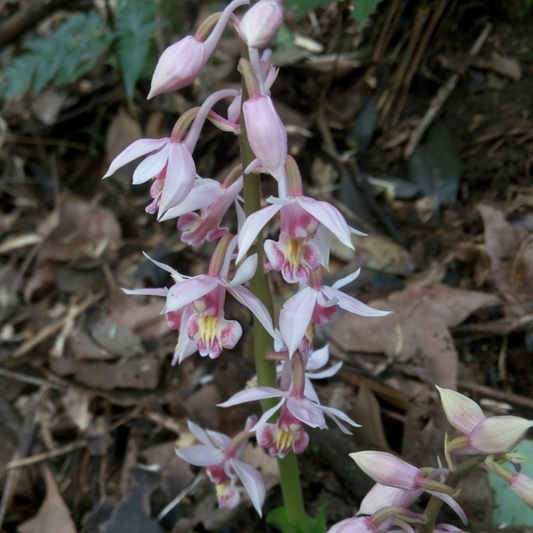 Calanthe alleizettei