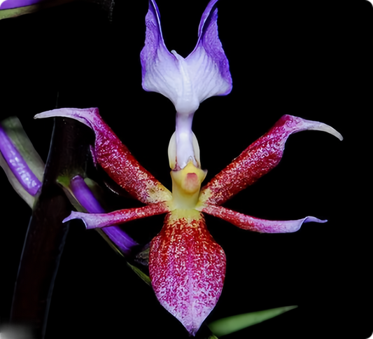 Calanthe biloba