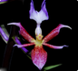 Calanthe biloba