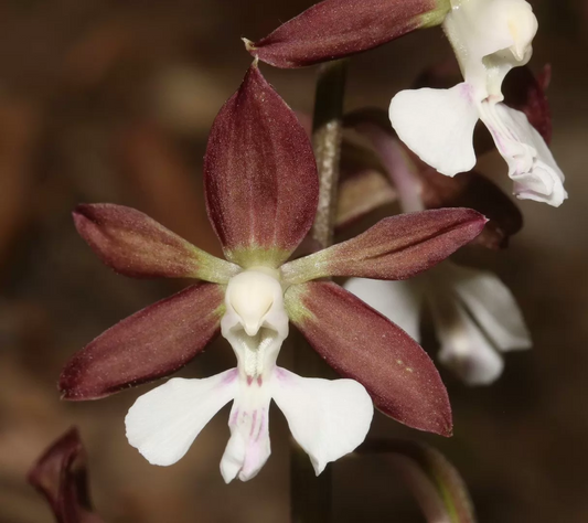 Calanthe bingtaoi