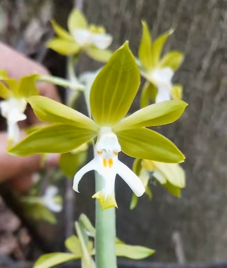 Calanthe henryi