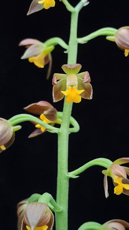 Calanthe manii