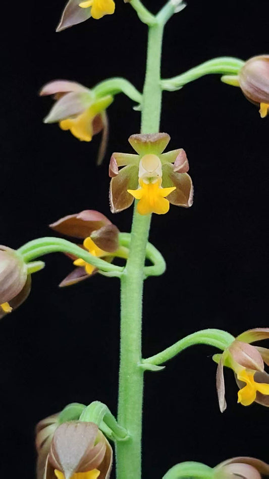 Calanthe manii