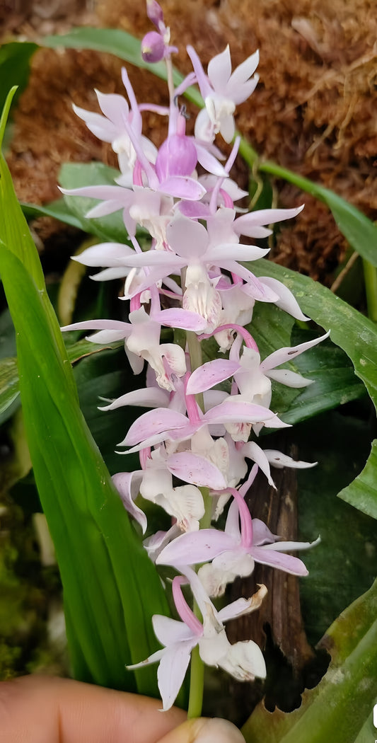 Calanthe petelotiana