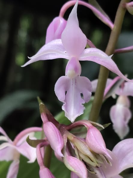 Calanthe plantaginea