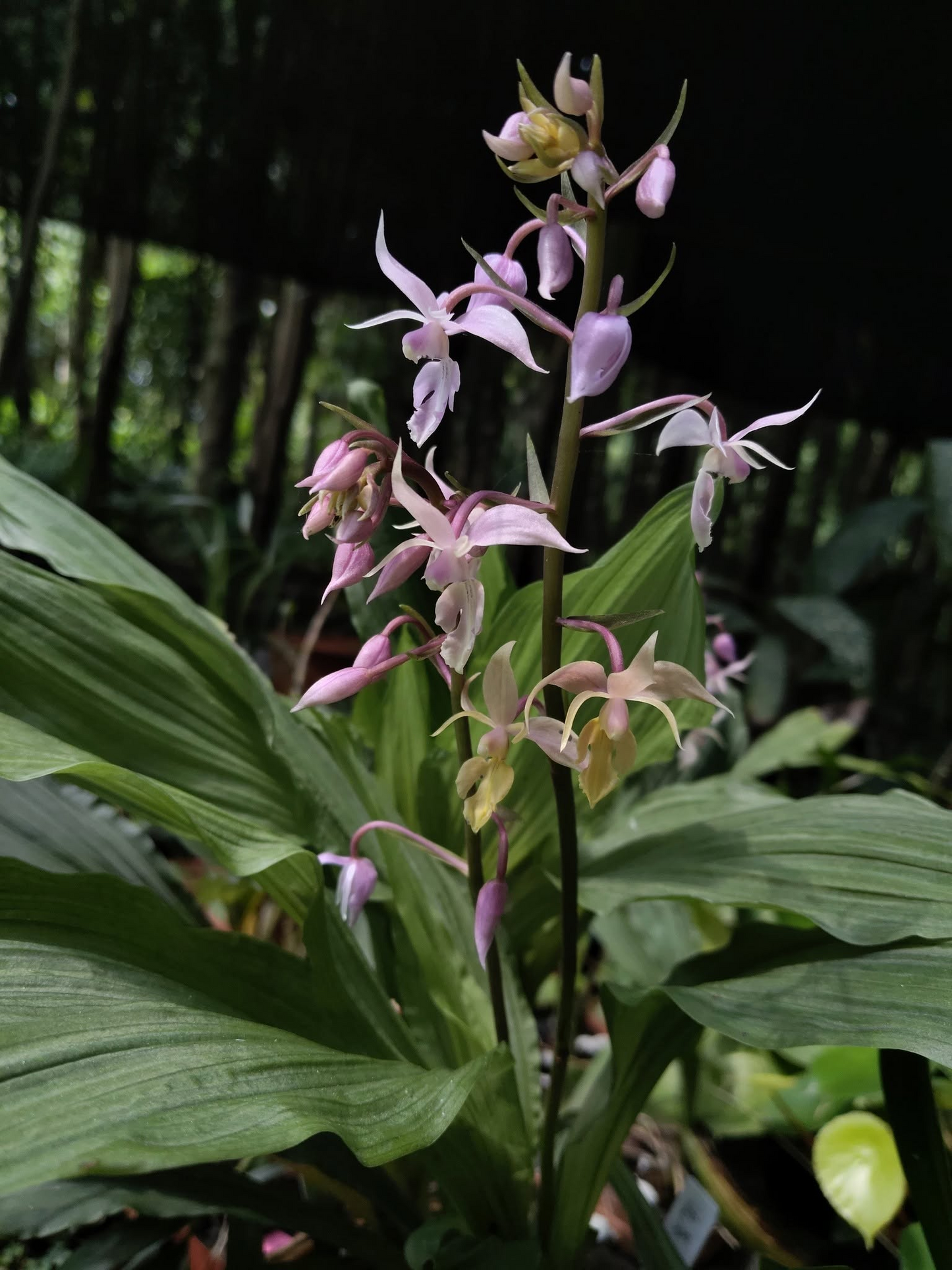 Calanthe plantaginea