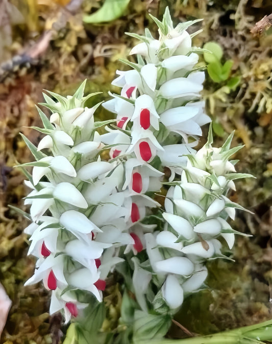 Calanthe rhodochila