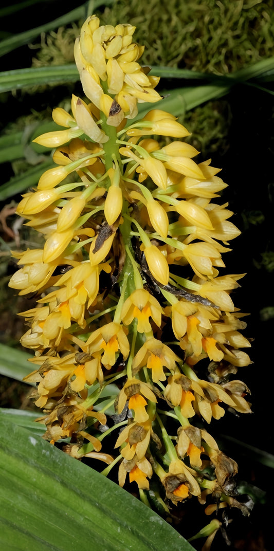 Calanthe speciosa