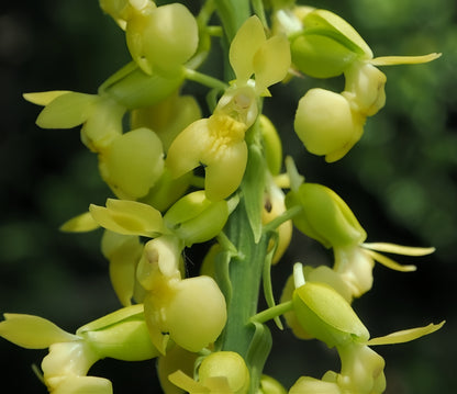 Calanthe whiteana