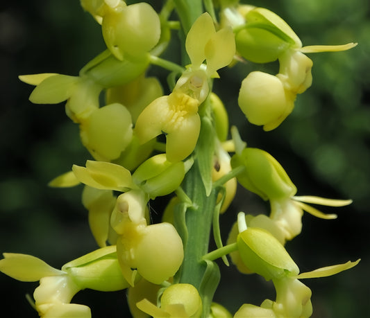 Calanthe whiteana