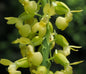 Calanthe whiteana