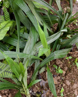 Calanthe whiteana