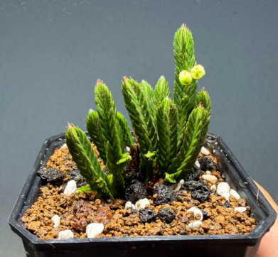 Cassiope selaginoides