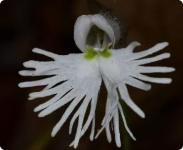 Cheirostylis griffithii