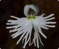 Cheirostylis griffithii