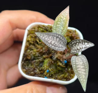 Cheirostylis montana