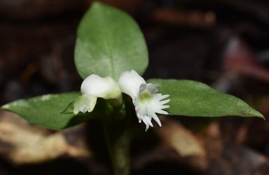 Cheirostylis wenshanensis