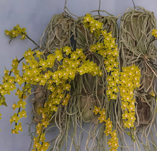 Chiloschista viridiflava