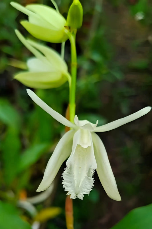 Coelogyne sanderae