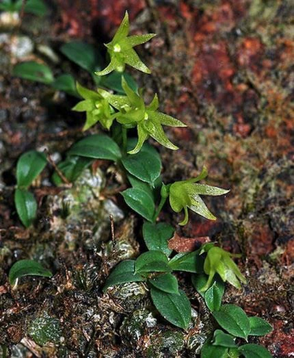 Conchidium pusillum