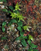 Conchidium pusillum