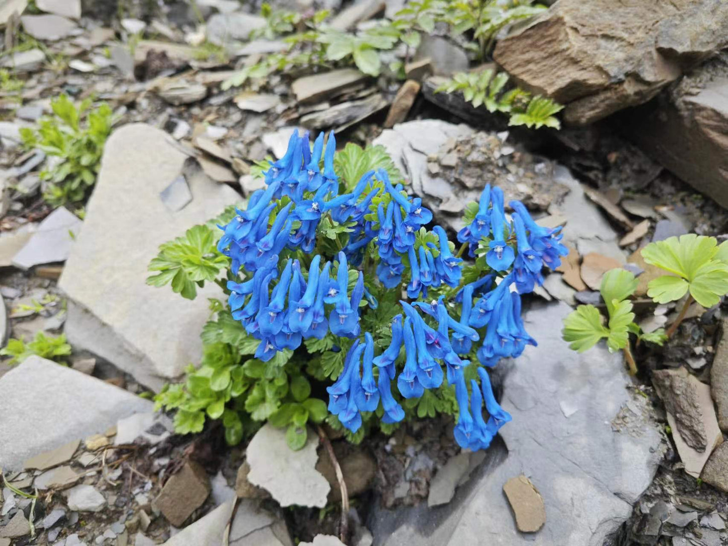 Corydalis harrysmithii