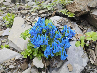 Corydalis harrysmithii