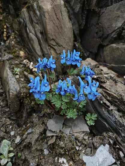 Corydalis harrysmithii