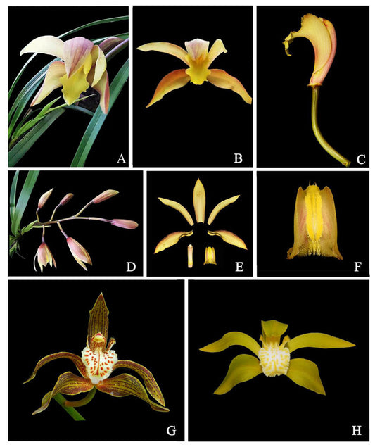 Cymbidium x shangrilaense