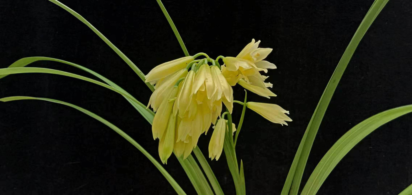 Cymbidium elegans